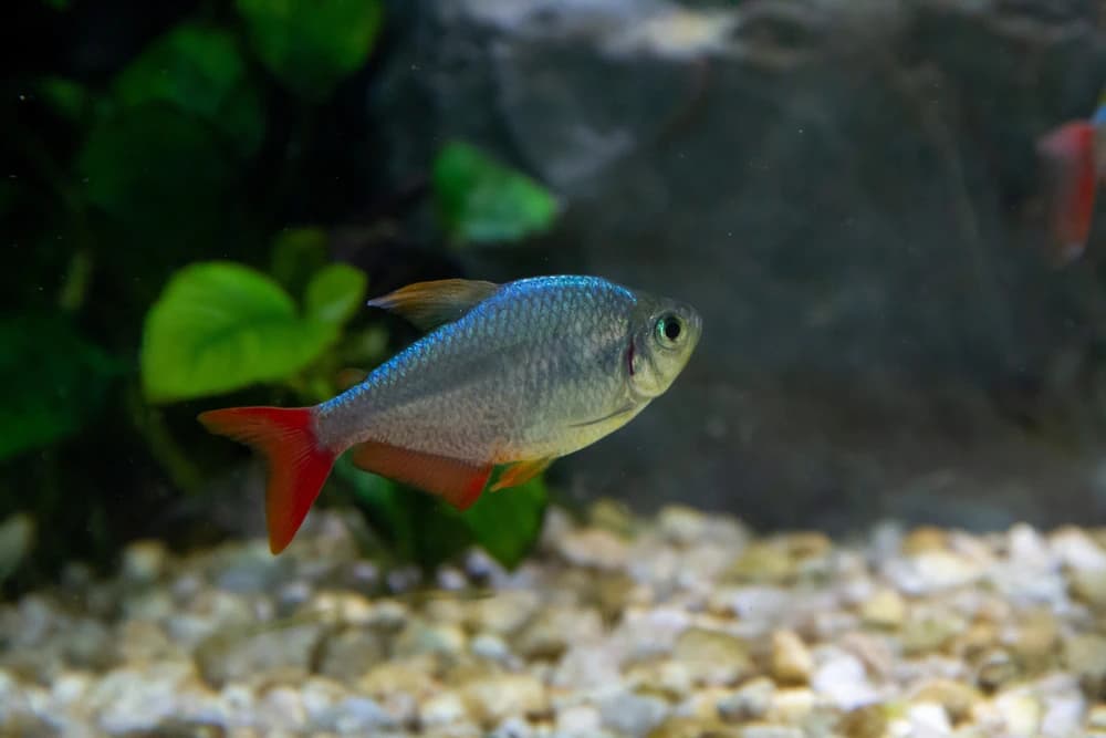 Rotblauer Kolumbianer (Hyphessobrycon columbianus)