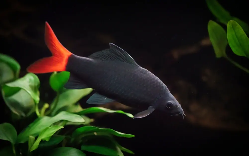 Feuerschwanz (Epalzeorhynchos bicolor)