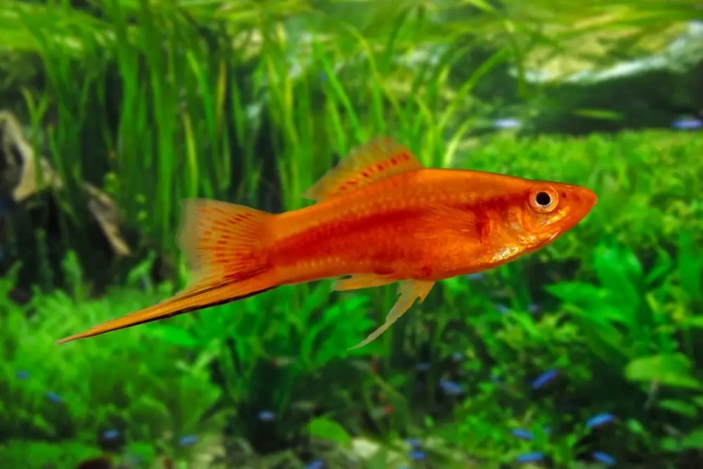 Goldener Schwertträger (Xiphophorus hellerii)