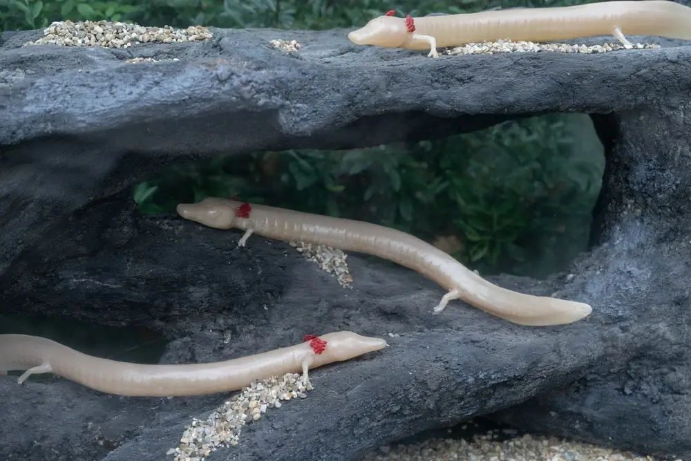 Höhlenolm (Proteus anguinus)