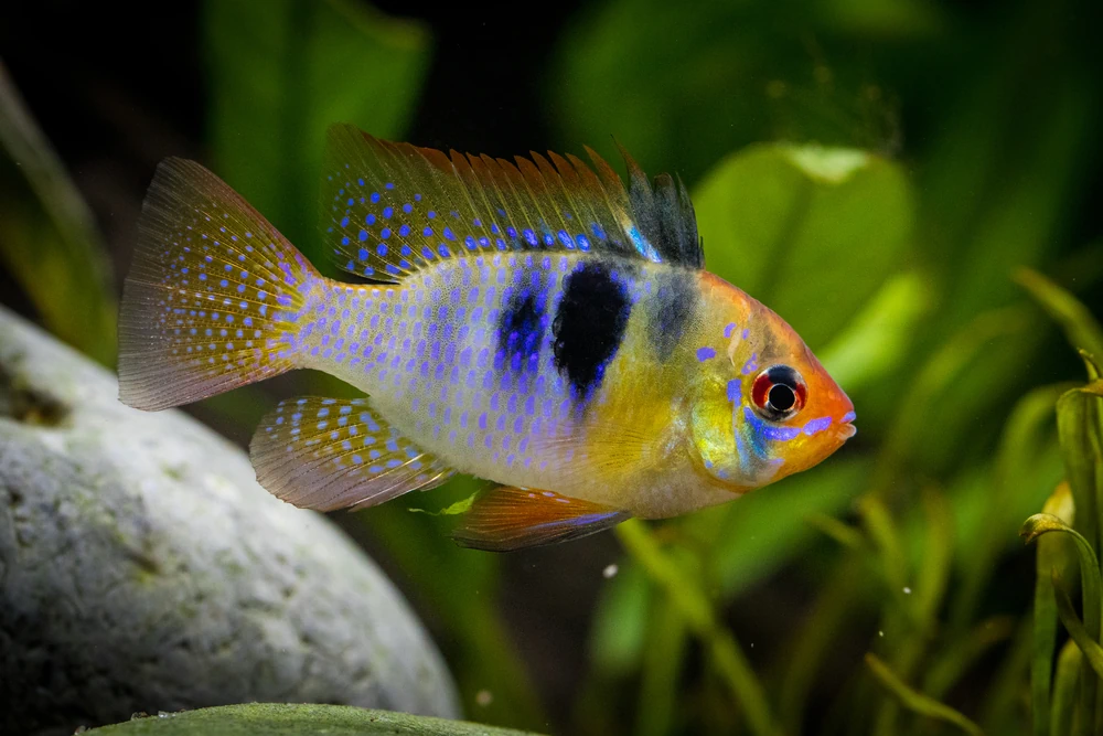 Roter Schmetterlingsbuntbarsch (Mikrogeophagus ramirezi)