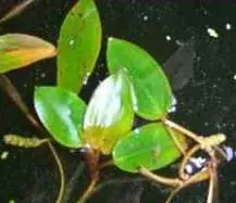 Schwimmendes Laichkraut
