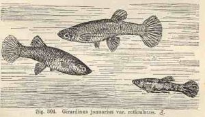 Bade, Das Süsswasseraquarium, Verlag Fritz Pfennigstorf, Berlin W. 1909.