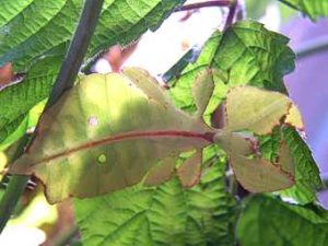 Wandelndes Blatt