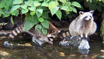 Waschbären