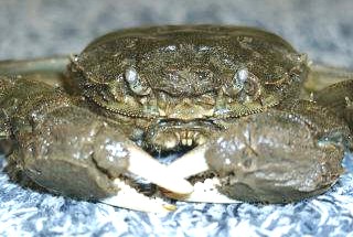 Wollhandkrabbe 
