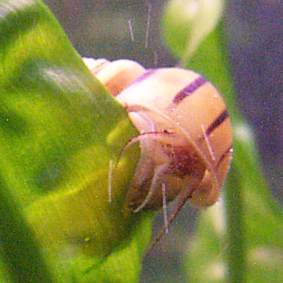 Zebra Apfelschnecke
