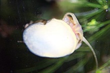 Zebra Apfelschnecke