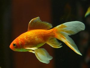 veil tail, fish, goldfish