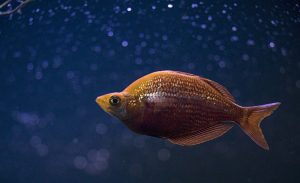Orange Cichlid Fish in Middle of Blue Water