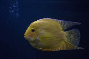 Yellow Fish in Close-up Photography