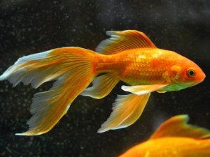 veil tail, fish, goldfish