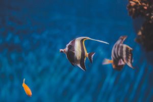 Close-Up Photo of Angelfish