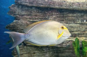 Free stock photo of animal, aquarium, coral