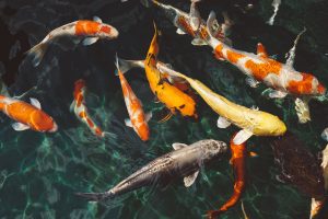 School of Koi Fish on Water