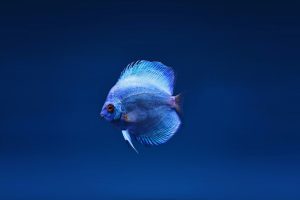 Close Up Photo of Blue Discus Fish