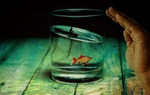 water glass, angler, fish