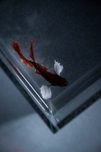 Betta Fish Inside an Aquarium