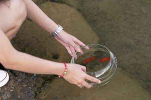 Person Holding Clear Glass Fish Bowl