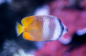White and Yellow Fish Close-up Photography