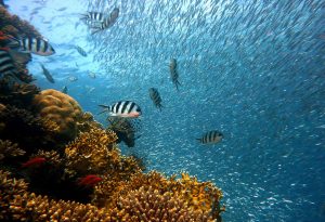 fish, underwater, nature