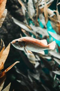 Close-Up Photo of Fish in Water