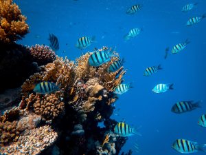 School of Fish in Body of Water