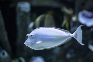 Fish In A Aquarium
