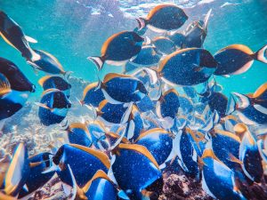 School of Exotic Fish Swimming Underwater
