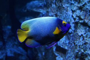 blue, yellow, fish