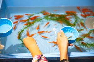 High angle faceless friends catching small orange aquarium fish from plastic basin to put in clean fishbowl