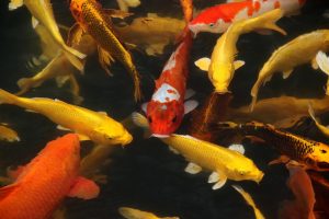 koi fish, fish, pond