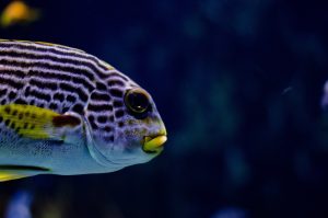 fish, blue, water