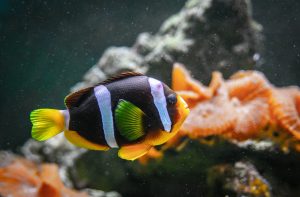 Exotic Yellowtail clownfish with colorful scales and striped body swimming underwater of clear aquarium with solid corals and reefs