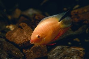 Close-Up Photograph of an Orange Fish
