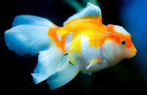 Orange and White Fish