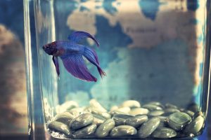 Purple Betta Fish on an Aquarium