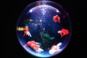 school of fish in fishbowl