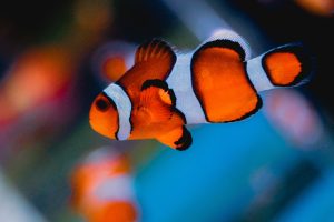 shallow focus photography of clown fish