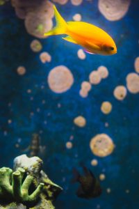 yellow and white fish on water