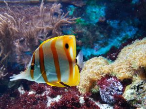 yellow and white fish underwater photography