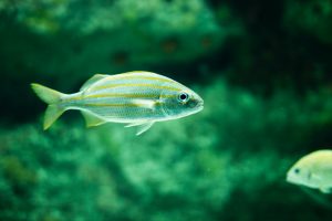 underwater photography of a green fish