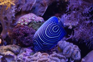 blue and white striped fish