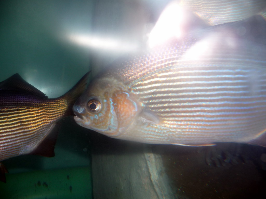 Fischfutter selbst machen Rezepte und Tipps DIEWASSERWELT.DE
