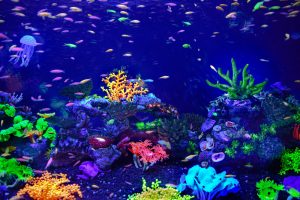 purple and pink coral reef