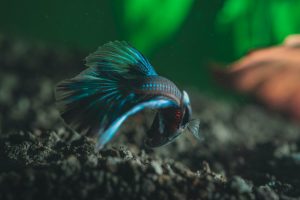 selective focus photography of betta fish