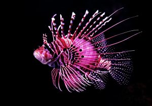 pink tiger fish