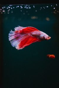 red fish wallpaper