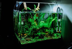 green plant in clear glass fish tank