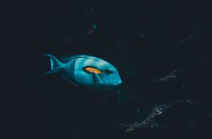 underwater photography of blue and yellow fish